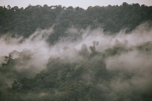 Clouds in Deep, Green Forest