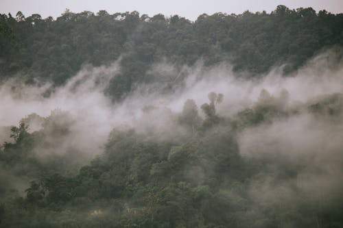 Foto d'estoc gratuïta de arbres, bosc, foto des d'un dron