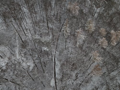 Kostenloses Stock Foto zu bäume, drohne erschossen, hohe winkelansicht