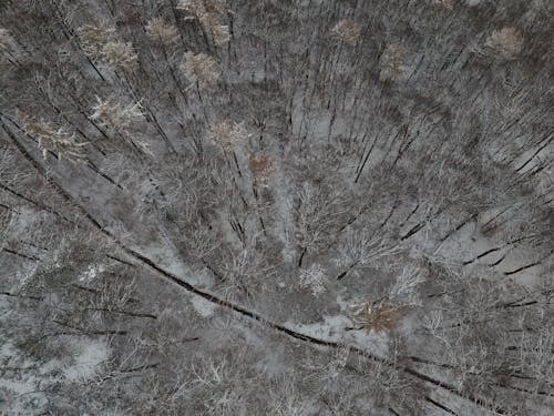 Birds Eye View of a Snowy Forest 