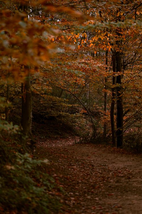 Free A tranquil forest pathway surrounded by vibrant autumn foliage. Stock Photo