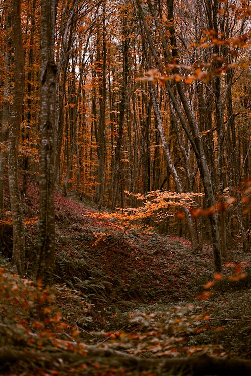 垂直ショット, 山腹, 森林の無料の写真素材