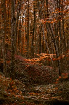 Peaceful autumn forest with colorful leaves and serene atmosphere.