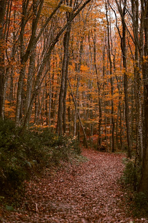 View of a Forest in Autumn 