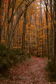 Explore a peaceful pathway through a vibrant autumn forest, showcasing rich fall colors.