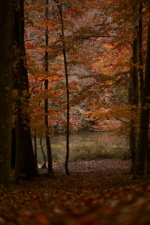 View of a Park in Autumn 