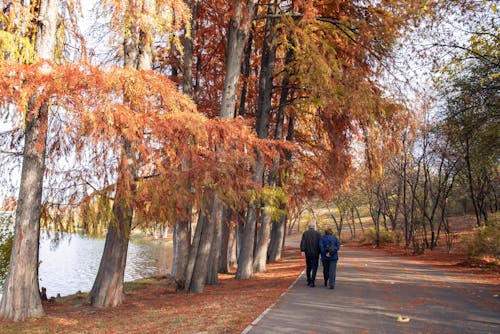 가을 배경, 가을 숲, 날짜에 오래 된 커플의 무료 스톡 사진