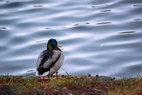 Foto profissional grátis de animal, natureza bela, pato