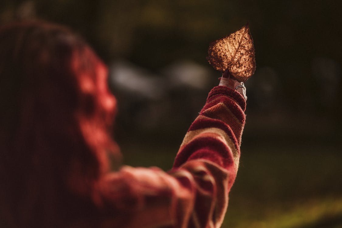 Gratis lagerfoto af blad, efterår, falde