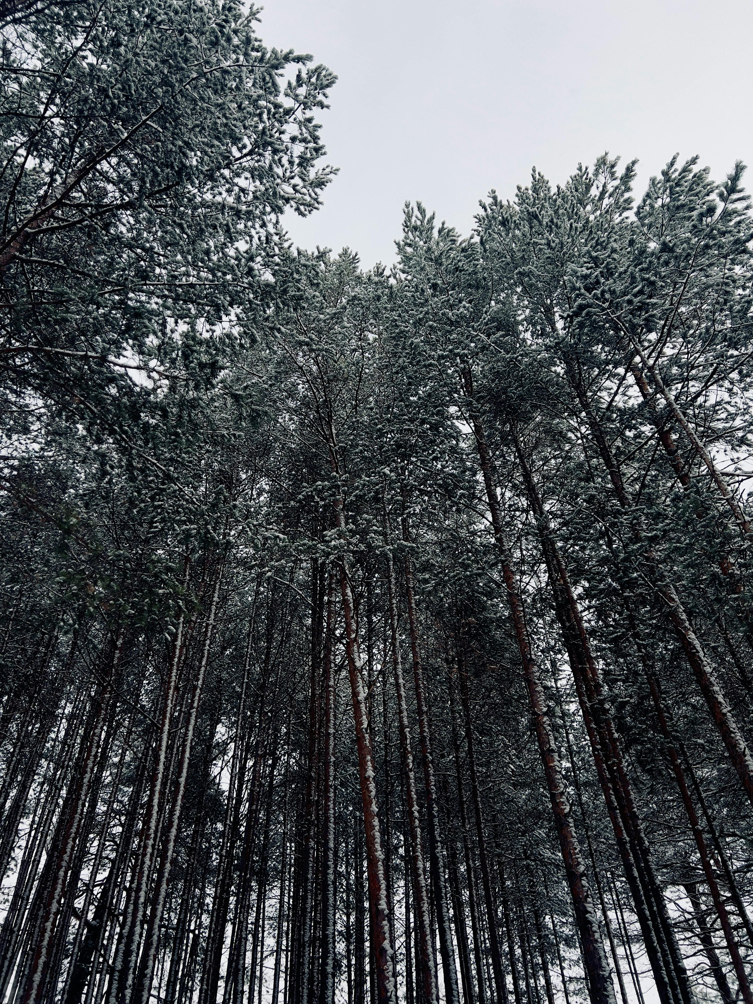 Low Angle Shot of Frosty Pine Trees in the Forest · Free Stock Photo