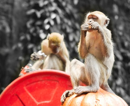 Photos gratuites de animal, batu caves, citrouille