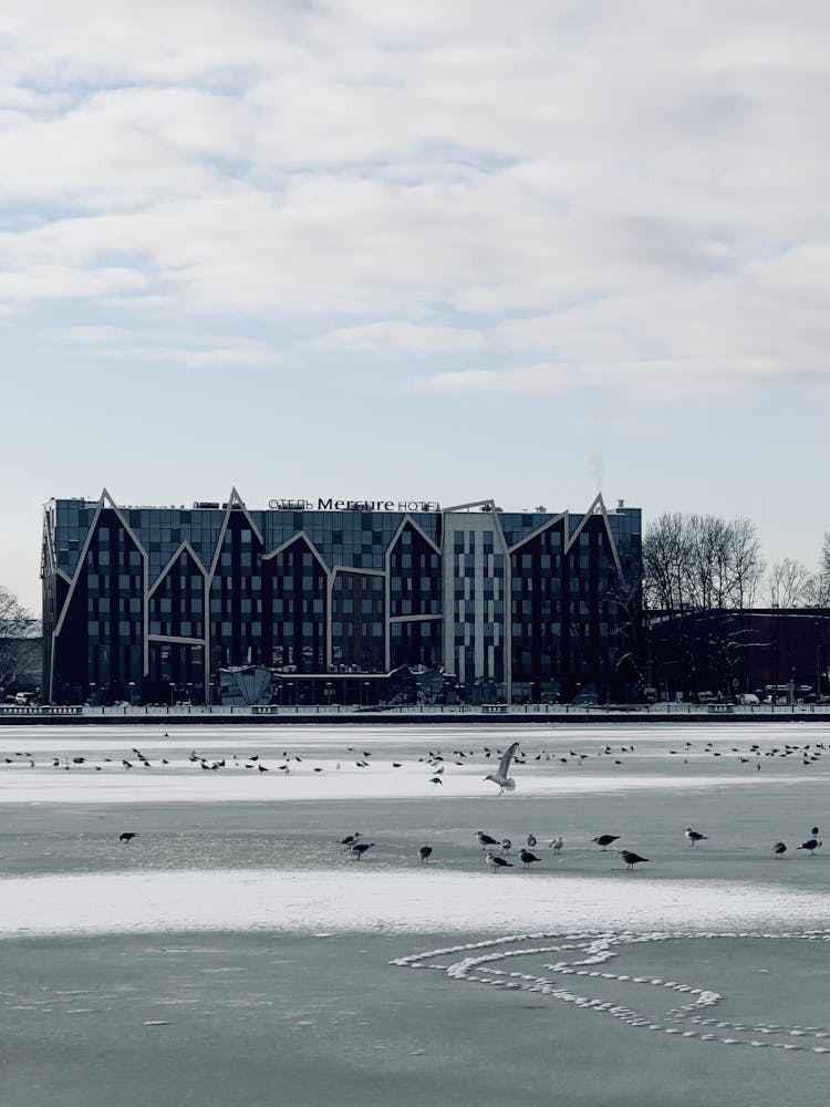 Seagulls On Frozen River Near Mercure Hotel In Kaliningrad