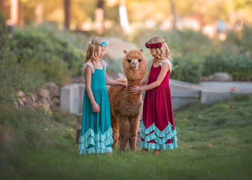 Two Little Girls in Dresses Standing in a Garden with a Mini Alpaca 