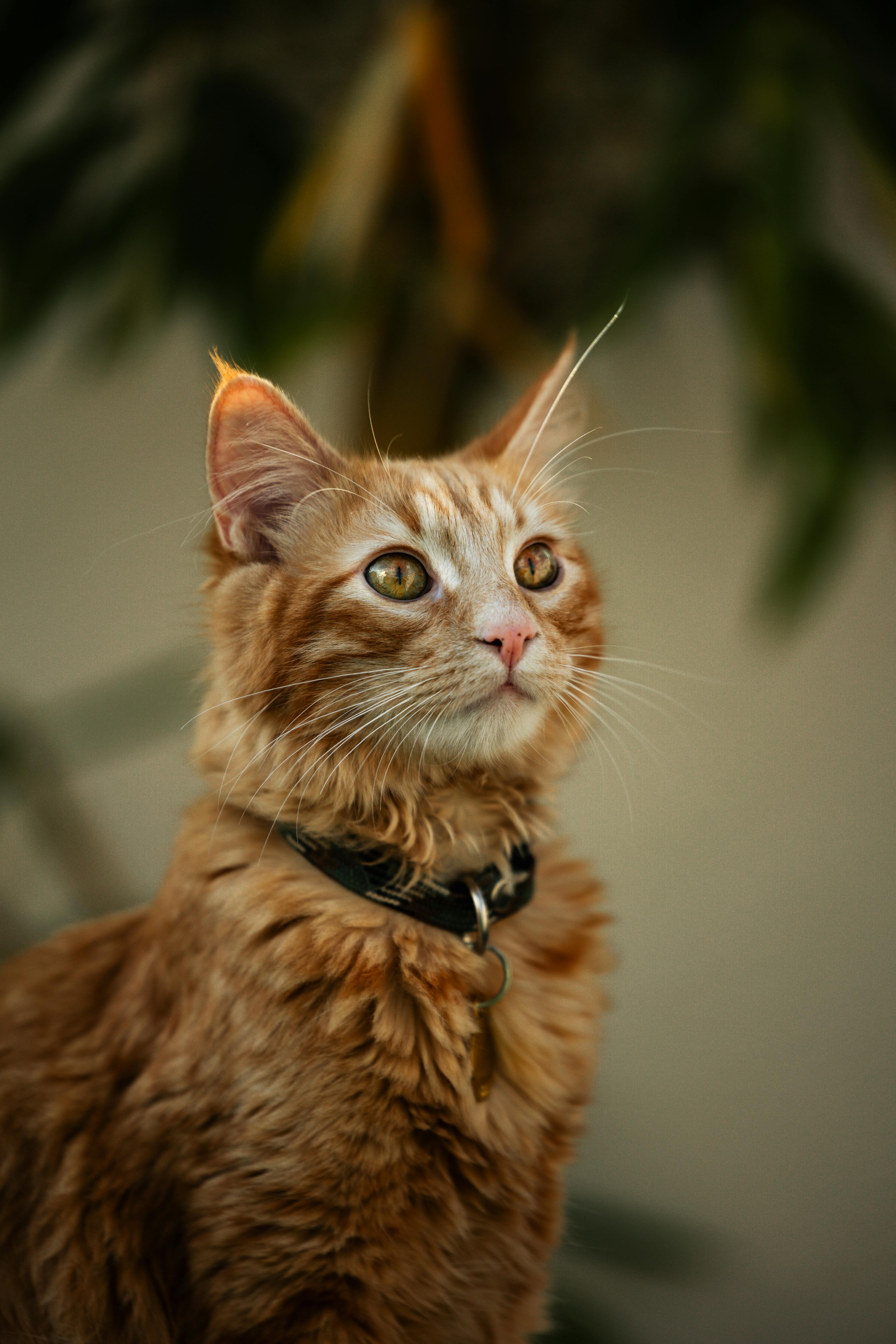 a red cat with a collar on looking up