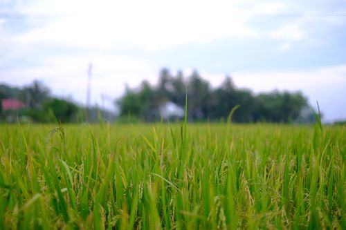 Free Serene close-up of a lush green field under a clear blue sky, showcasing natural beauty. Stock Photo