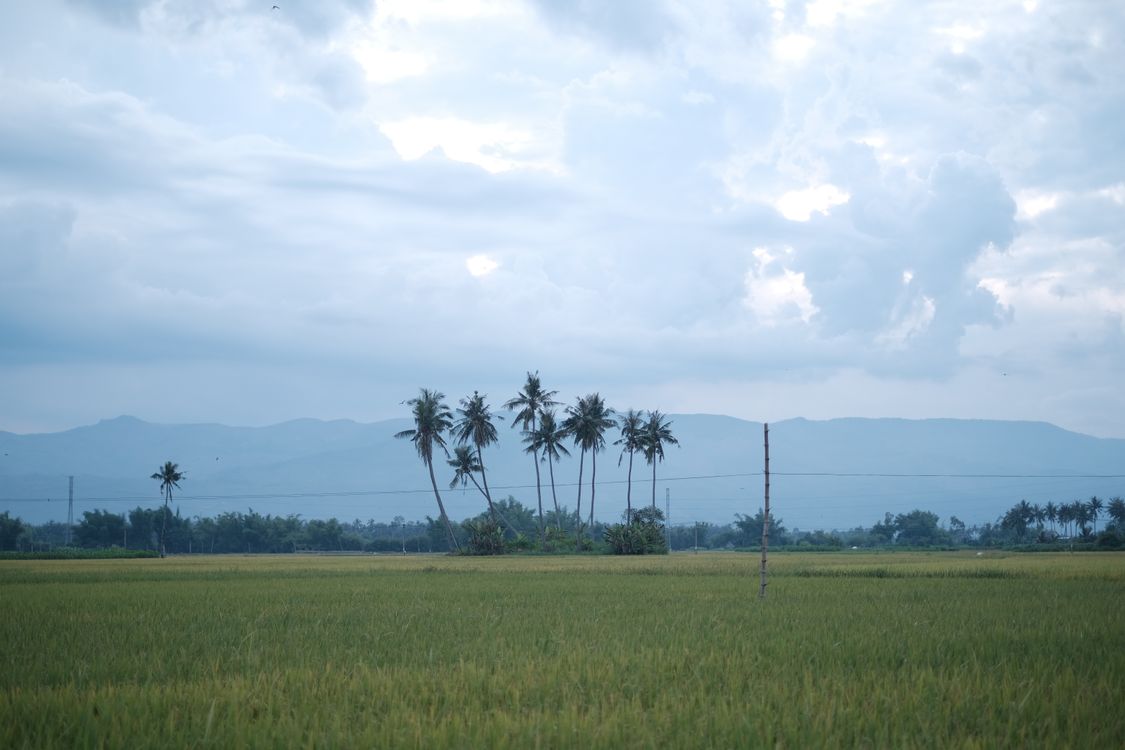 Free Tranquil rural scenery showcasing palm trees under a cloudy sky. Stock Photo