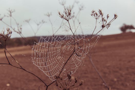 A serene rural scene with a spider web adorned with dew drops in autumn. Captured in Langensendelbach, Germany.