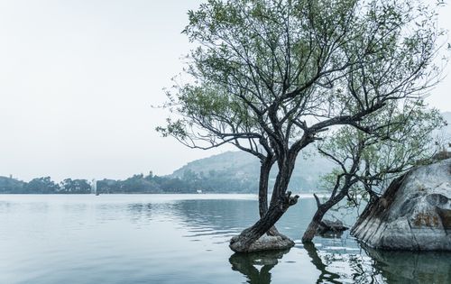 Free A tranquil scene featuring trees and rocks by a serene lakeside in Mount Abu, India. Stock Photo
