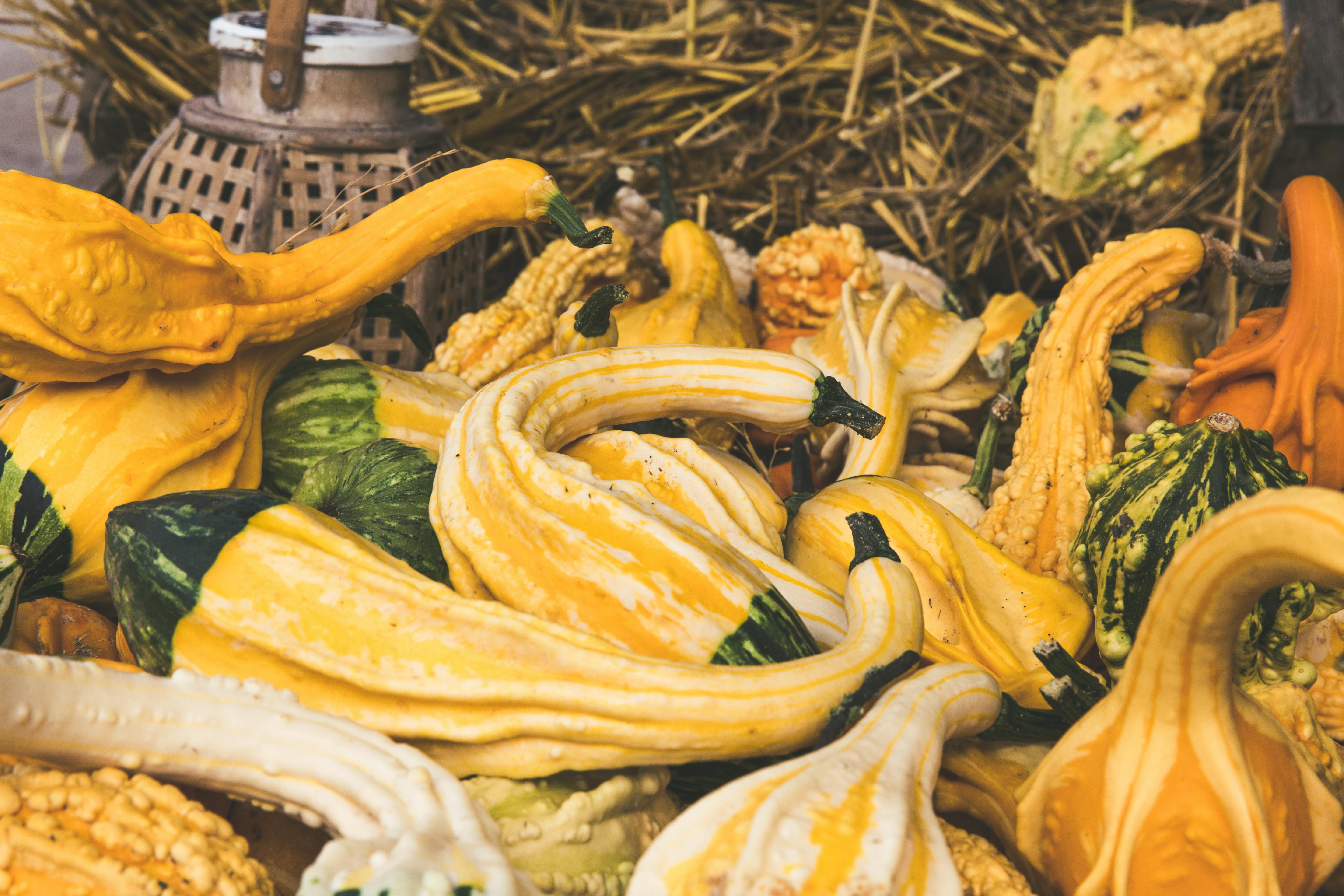 Free stock photo of bio, calabash, controlled farming