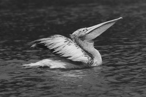 Kostenloses Stock Foto zu australischer pelikan, natur, schwarz und weiß