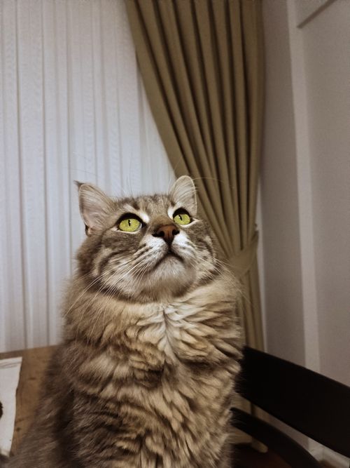 Free Cat  Stock Photo