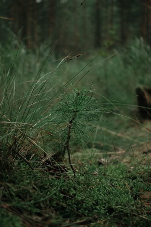 Free Close-up of a young conifer surrounded by lush forest greenery, depicting natural growth. Stock Photo