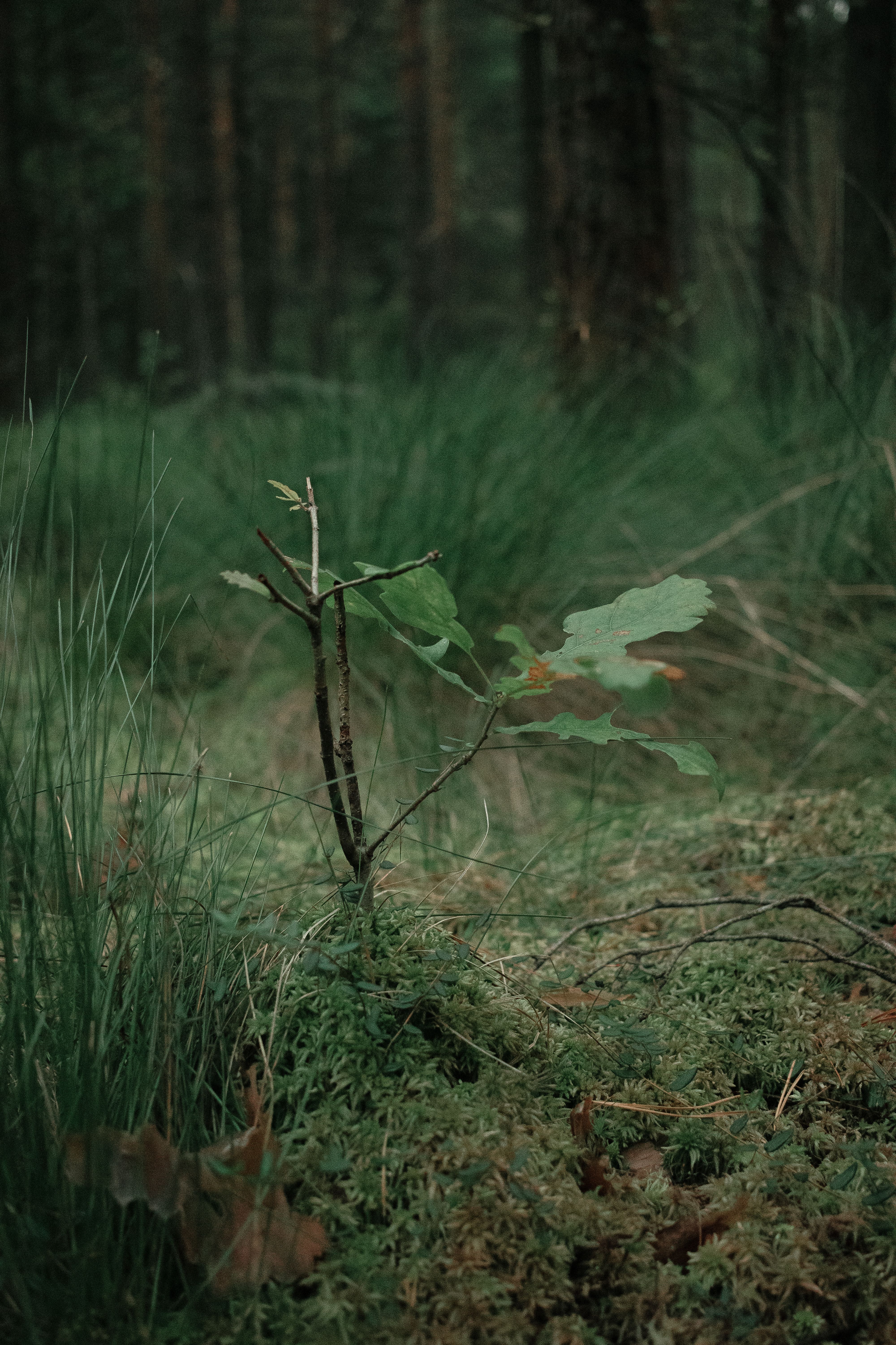 Rows of young native tree saplings planted in protective tubes on open ground