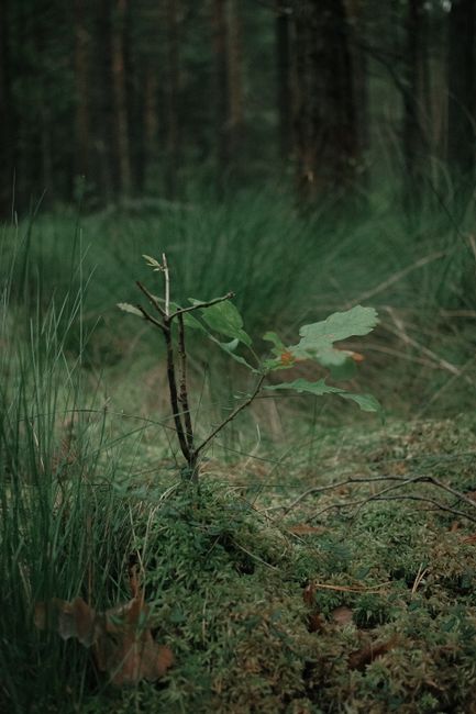 Fotomural Un delicado retoño de roble rodeado de musgo y hierba exuberantes en un bosque tranquilo.