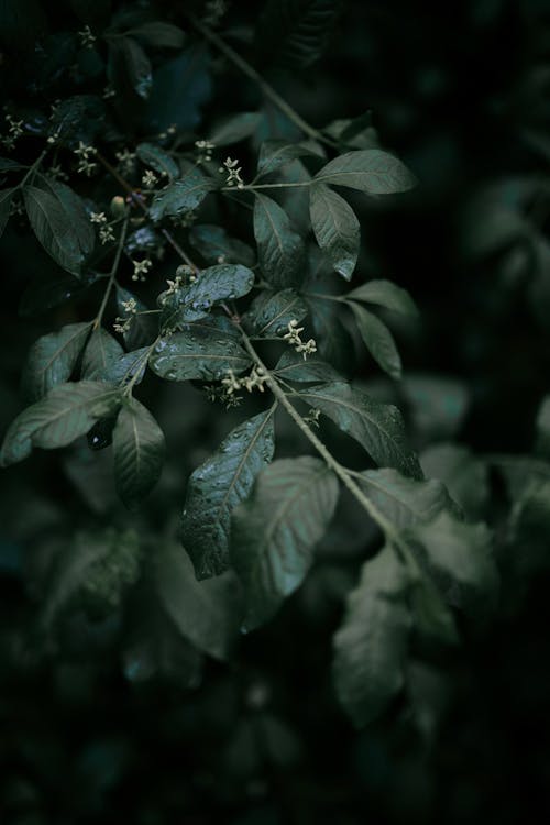 Branch with Leaves and Flowers