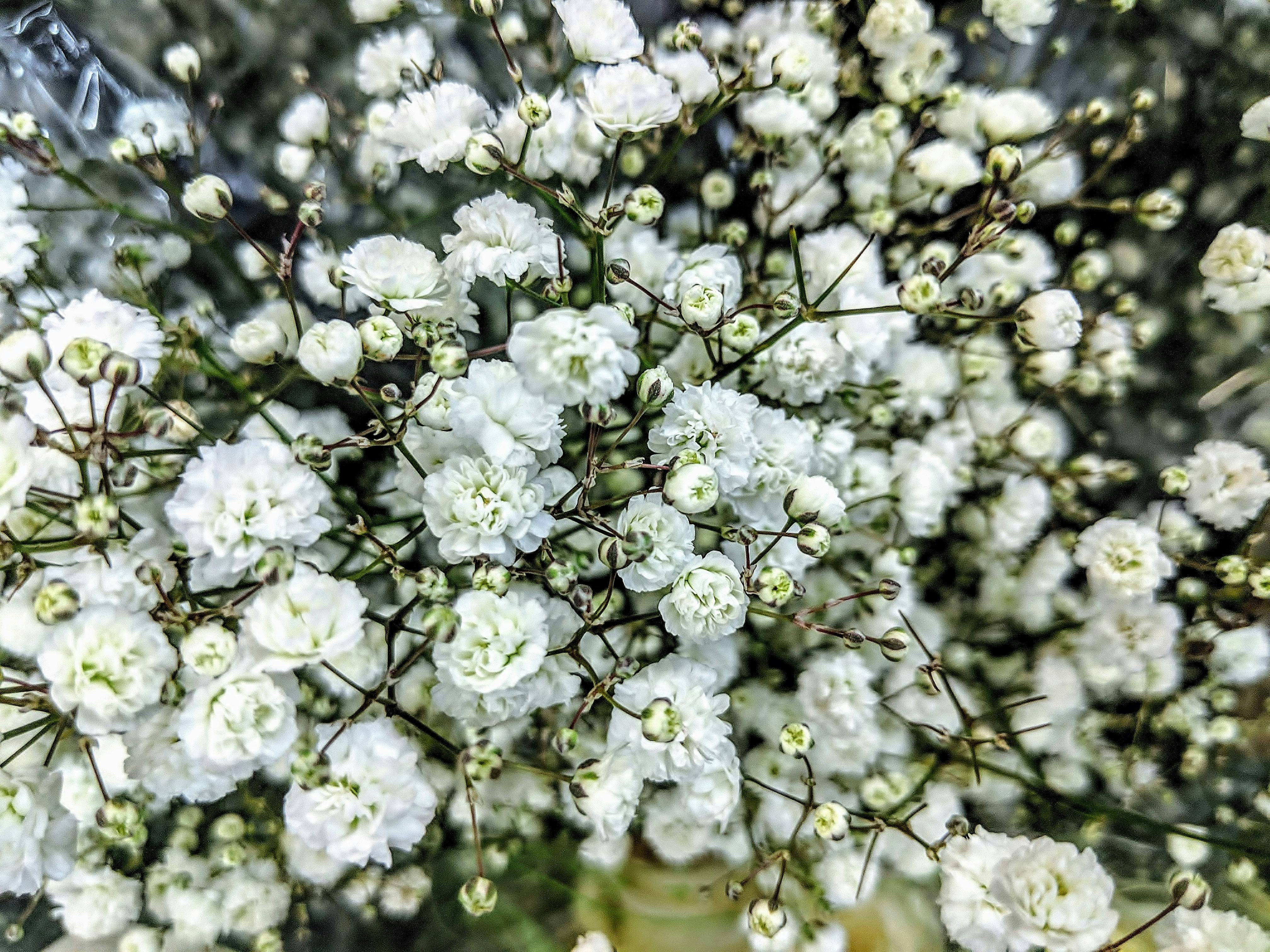 Free stock photo of baby\'s breath, white flowers