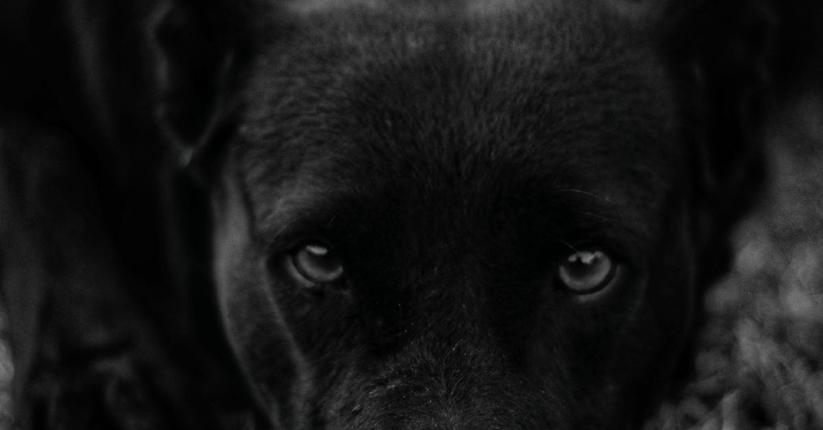 Sad Lab Sad Labrador Retriever · Free Stock Photo