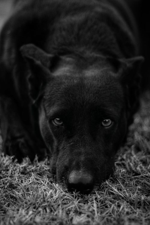 Sad Lab Sad Labrador Retriever · Free Stock Photo