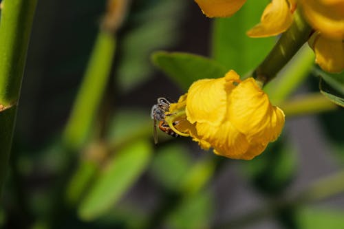 Бесплатное стоковое фото с красивый цветок, лист, Листовая пчела