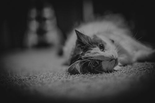 Fotos de stock gratuitas de gato, gato blanco y negro