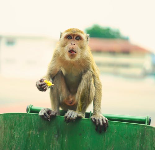 Ilmainen kuvapankkikuva tunnisteilla apina, eläinkuvaus, istuminen