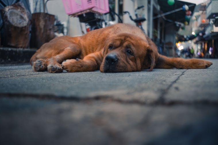 A large brown dog comfortably lying down on a busy urban sidewalk setting.