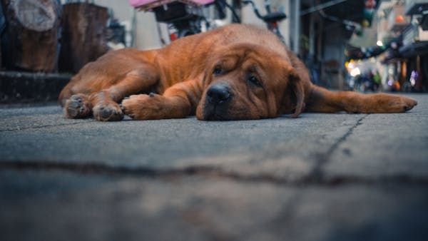 A large brown dog comfortably lying down on a busy urban sidewalk setting.