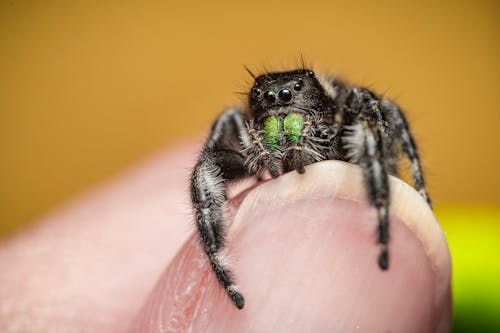 Close Up of Spider on Finger