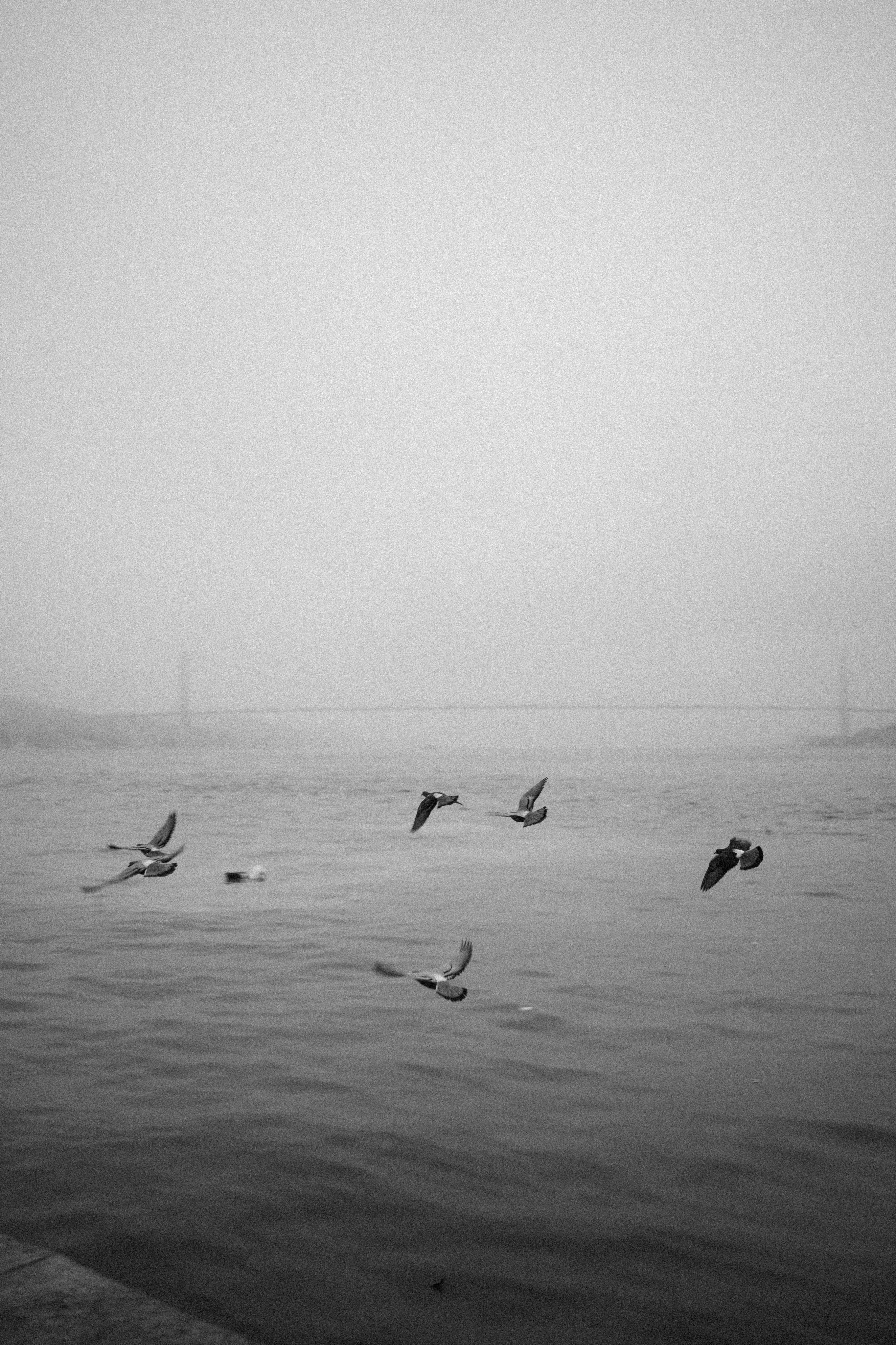 Captivating black and white shot of birds flying over calm sea with misty horizon.