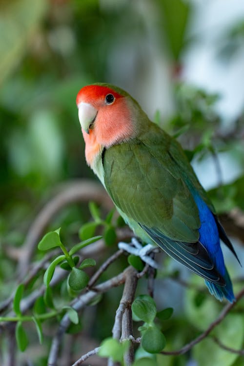 Rosy Faced Lovebird Parrot Perching on Branch