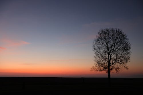 Single Tree Silhouette at Sunset