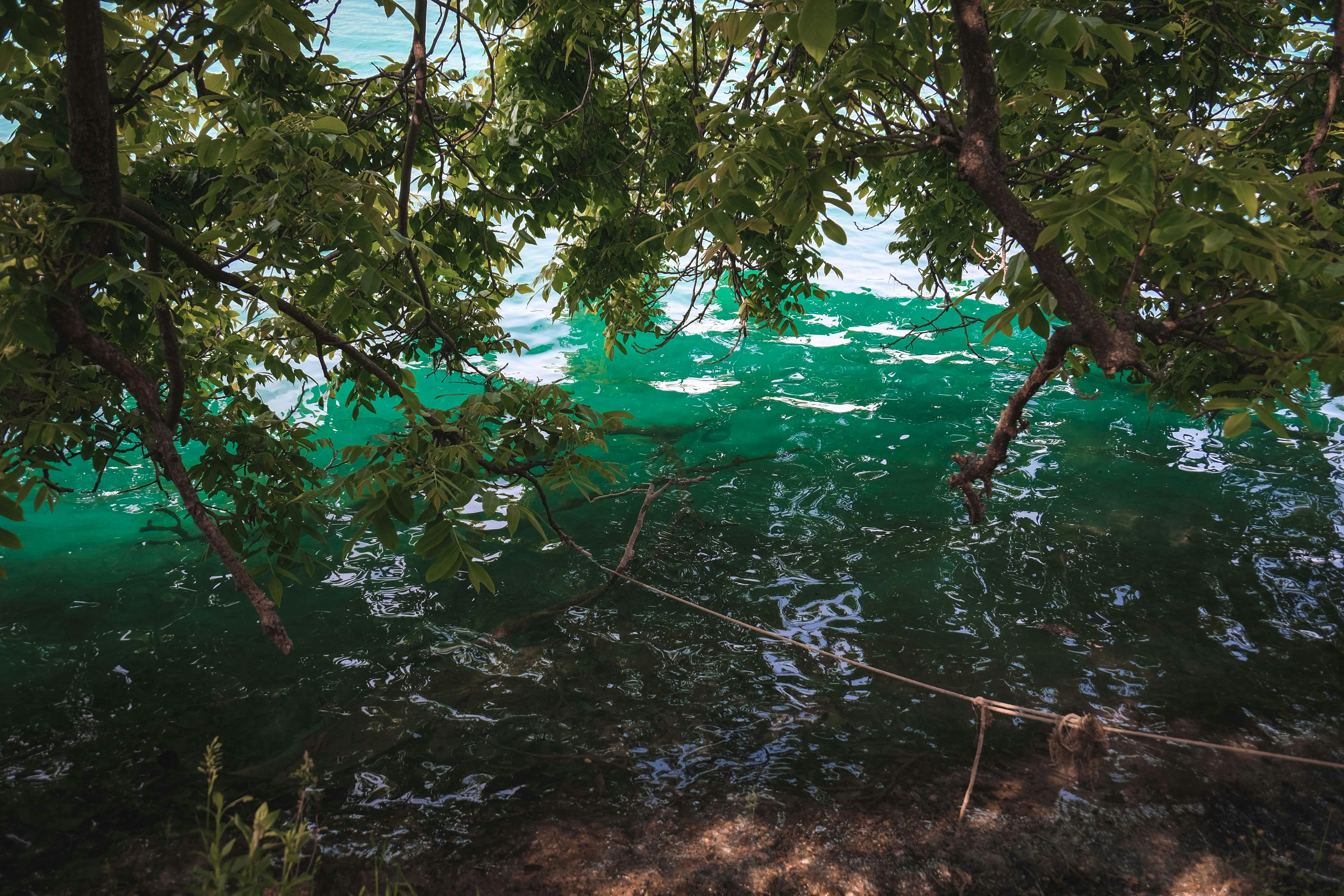 UNE students ‘Restore the Shore’ to strengthen campus climate resilience — Photo by Francesco Ungaro on Pexels