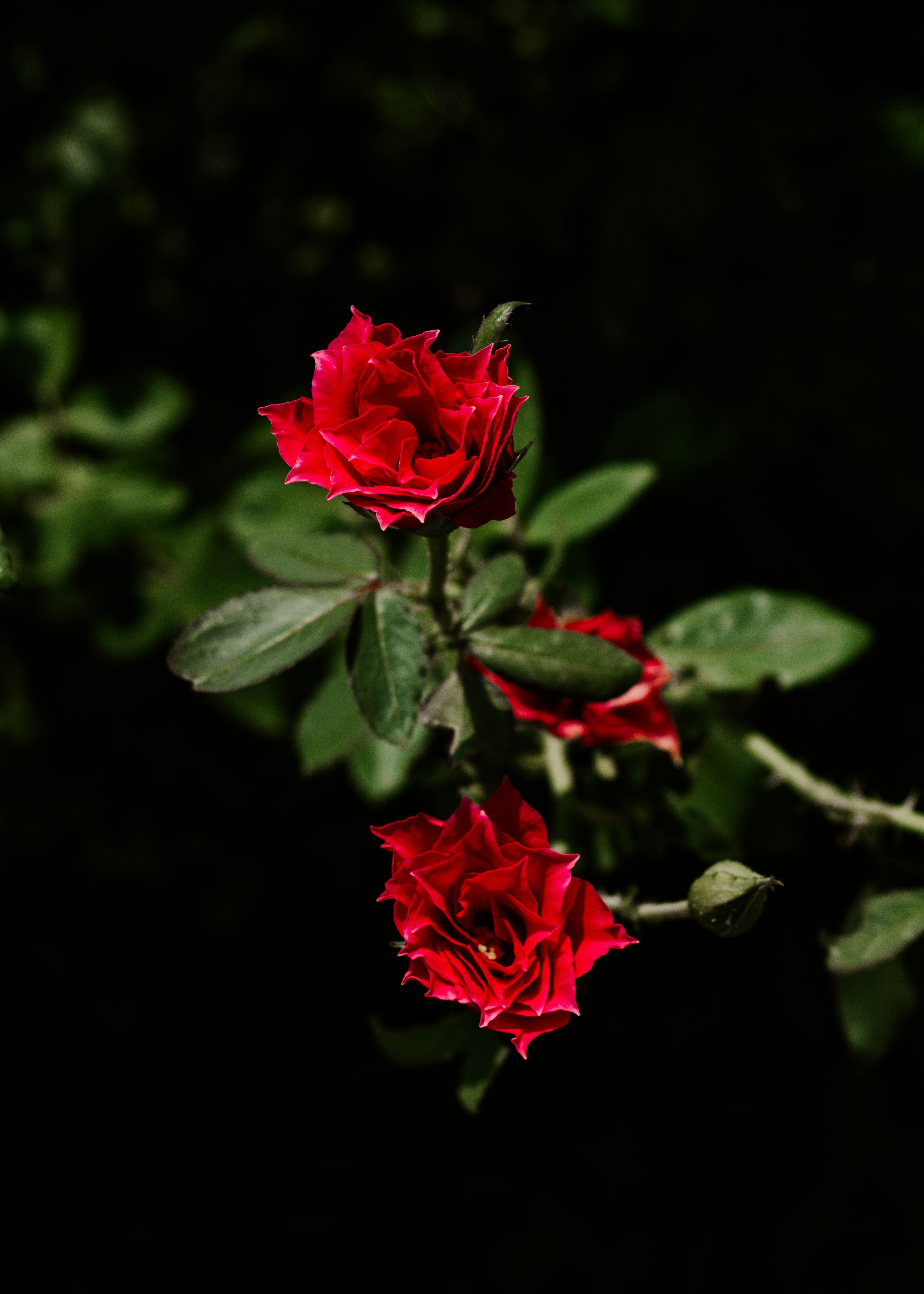 Two red roses are shown in the dark · Free Stock Photo