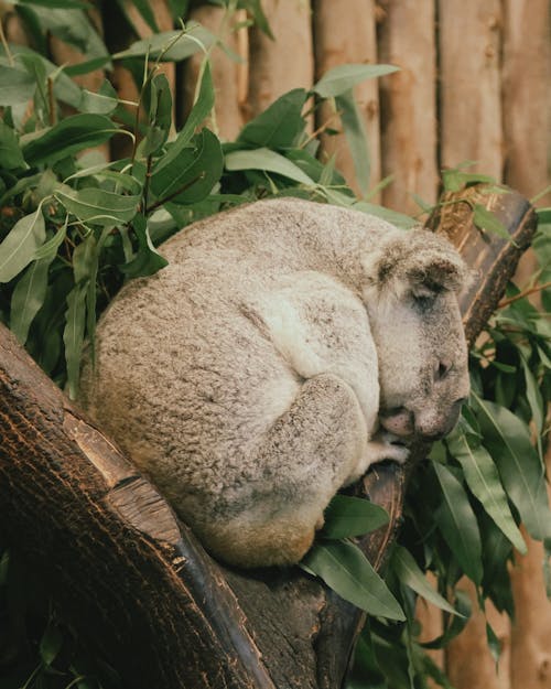 動物園, 動物攝影, 可愛 的 免费素材图片