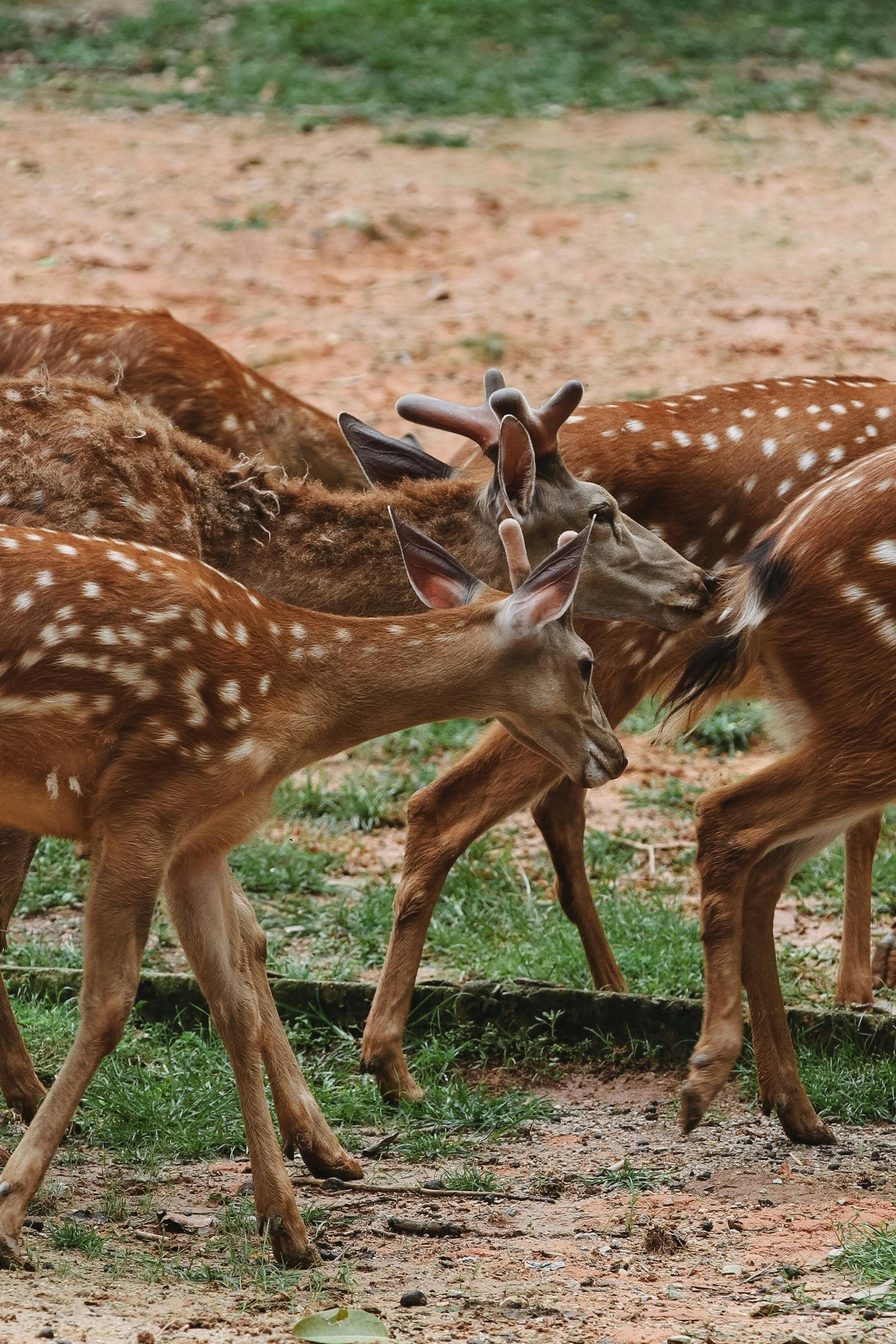 grátis Foto profissional grátis de animais selvagens, animal selvagem, ao ar livre Foto profissional