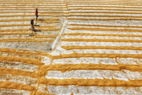 Aerial View of People Manually Spreading the Paddy to Dry 