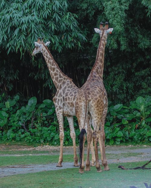 Free A pair of giraffes standing on a safari path, surrounded by lush trees. Stock Photo
