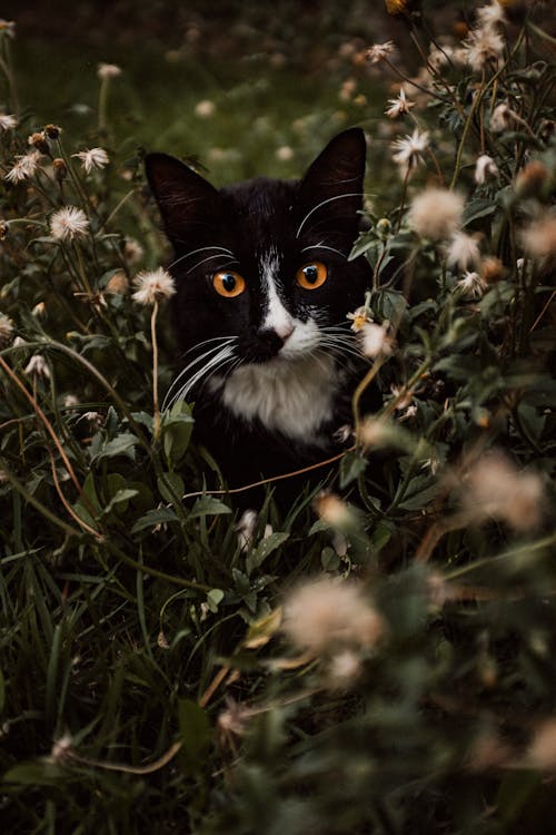 Cute Cat Between Flowers