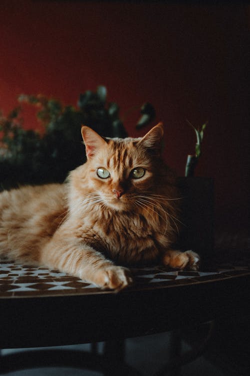 Majestic Ginger Cat 