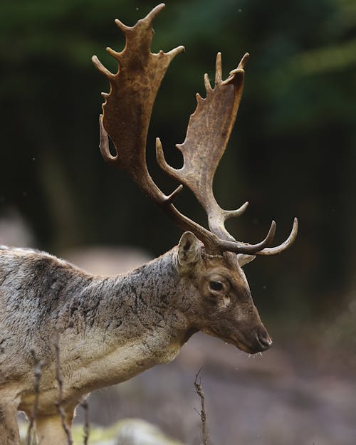 Close-up of a Fallow Deer with Large Antlers 